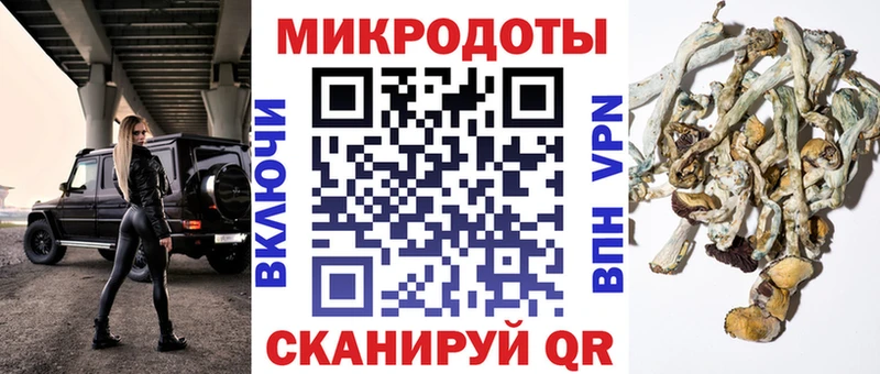 Псилоцибиновые грибы Psilocybe Ковдор